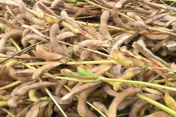 阜豆13大豆种子，全生育期101天左右，这个生育期的生长速度如何把控？插图2