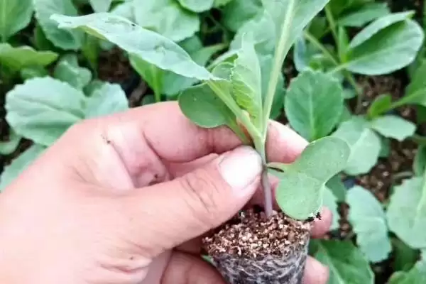 夏播甘蓝选在7月下旬左右种植，这与甘蓝的生长习性有何关系？甘蓝的种植方法还有哪些？插图5