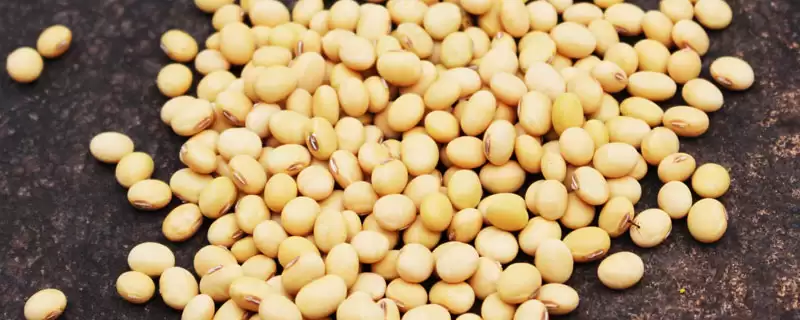 宾豆1号大豆种子，出苗至成熟113天有何生长特点？-会东网