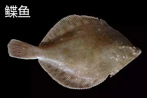 黄尾鲽鱼为何生长于加拿大深海海域？深海环境对其有何影响？插图3