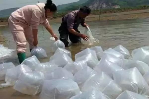 斑节对虾为何一般栖息于浅海海域?其产地还有哪些特点?插图6 斑节对虾为何一般栖息于浅海海域?其产地还有哪些特点?插图6