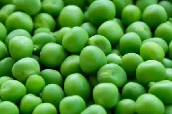 蚕豆和豌豆采收后怎样贮藏才好？低温冷藏是关键吗？插图2