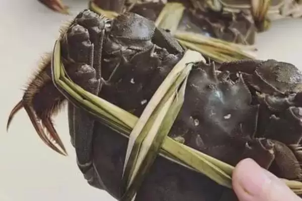 洪湖市大闸蟹品质佳，当地苛刻的水域环境起到了哪些关键作用？插图1