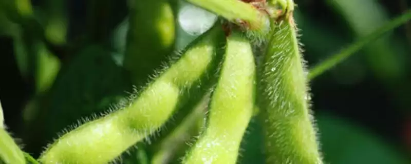 菏豆19号大豆种子介绍，每亩种植密度1.5～2万株-会东网