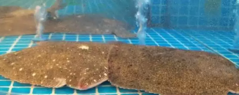 多宝鱼常见病害的防治，根据具体防治对象采取措施真的有效吗？有哪些成功案例？-会东网