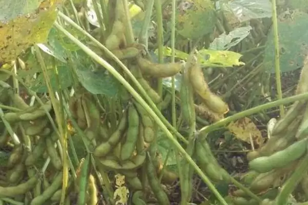早熟品种的海研豆6号大豆种子，早熟特性对种植和销售有何优势？插图2