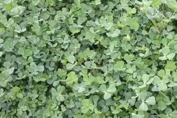 一二年生草本植物金花菜，还有哪些你不知道的？插图2