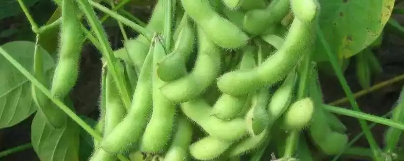 中熟品种的吉黑8号大豆种子，中熟阶段的管理要点有哪些？-会东网