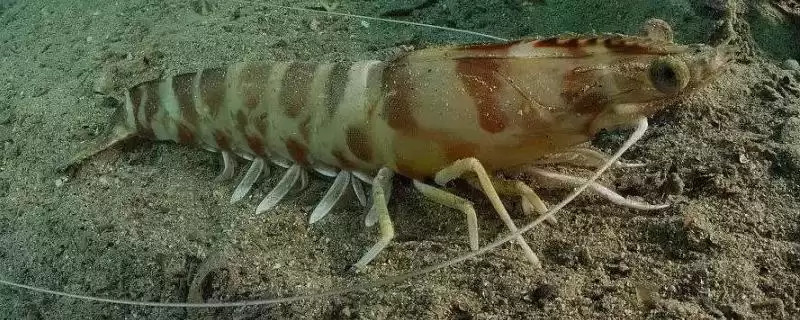斑节对虾为何一般栖息于浅海海域?其产地还有哪些特点?插图 斑节对虾为何一般栖息于浅海海域?其产地还有哪些特点?插图