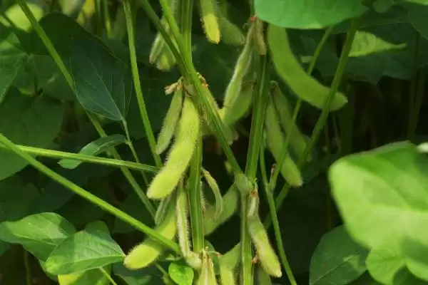 夏播大豆品种沧豆13,究竟有哪些值得关注的要点?插图1 夏播大豆品种沧豆13,究竟有哪些值得关注的要点?插图1