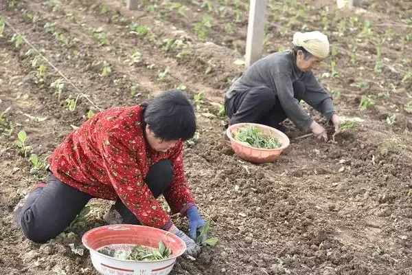 夏播甘蓝选在7月下旬左右种植，这与甘蓝的生长习性有何关系？甘蓝的种植方法还有哪些？插图7