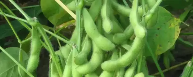 属中熟夏大豆品种的嘉豆43大豆种子，表现如何？-会东网