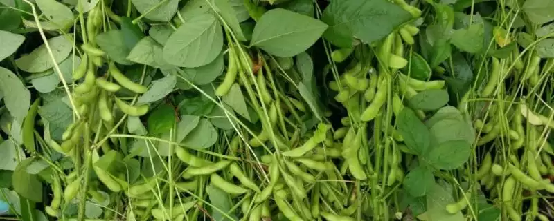 9天的荆豆161大豆种子，有何独特之处？-会东网