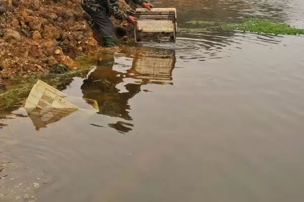草虾养殖时白天少喂、晚上多喂的依据是什么？草虾的养殖还有哪些喂养技巧？插图2