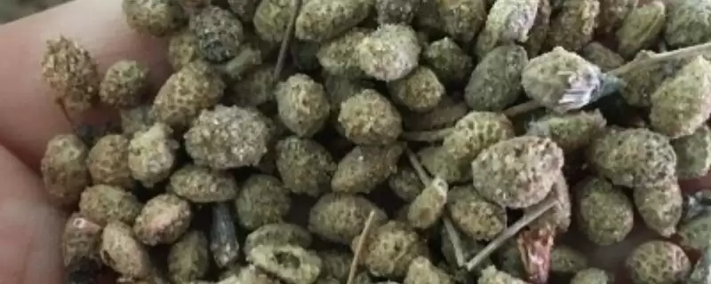 花棒种子的收购价格因地区而异，影响价格的因素还有哪些？-会东网