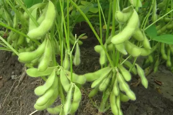 嘉科1号大豆种子，适宜播期为6月10～20日的原因是什么？插图1