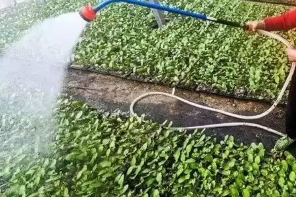 夏播甘蓝选在7月下旬左右种植，这与甘蓝的生长习性有何关系？甘蓝的种植方法还有哪些？插图8
