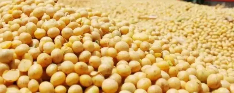 无限结荚习性的黑农50大豆品种，无限结荚习性有哪些优缺点？-会东网