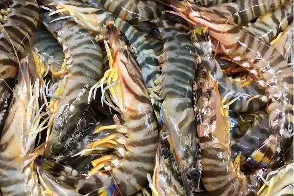 斑节对虾为何一般栖息于浅海海域?其产地还有哪些特点?插图1 斑节对虾为何一般栖息于浅海海域?其产地还有哪些特点?插图1