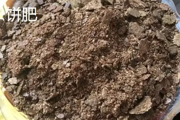 大棚韭菜对肥料需求不高，那应该如何科学施肥以保证产量和品质？大棚韭菜专用肥有哪些特点？插图3