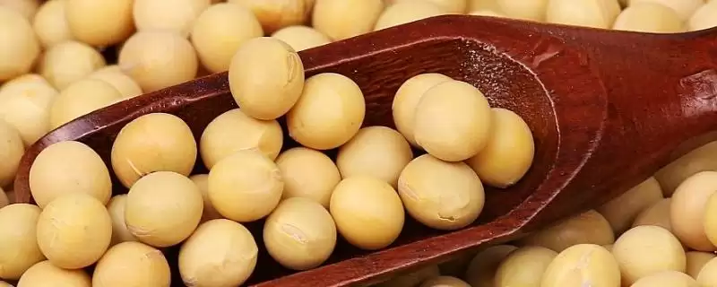 中晚熟品种吉农210大豆种子，还有哪些特征特性？-会东网