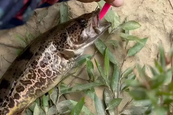 一天中凌晨和傍晚鳜鱼比较活跃，这与鳜鱼的生活习性有何关系？钓鳜鱼什么时间较合适还有哪些影响因素？插图3