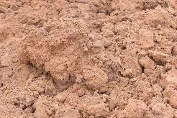 刀豆选择排水良好的砂壤土种植为佳，这与刀豆的生长习性有什么关系？刀豆的种植技术还有哪些要点？插图1