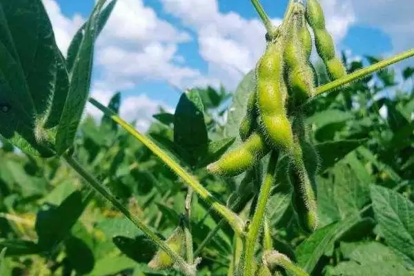亚有限结荚习性的佳豆25大豆种子，还有哪些特征特性？插图1