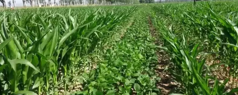 阜豆13大豆种子，全生育期101天左右，这个生育期的生长速度如何把控？-会东网
