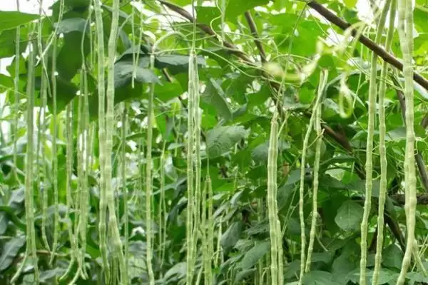 豆角和豇豆为何是同一种作物?它们在不同地区的称呼和种植习惯有何差异?插图2 豆角和豇豆为何是同一种作物?它们在不同地区的称呼和种植习惯有何差异?插图2