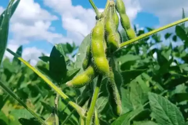 贡豆20大豆种子，区试春播全生育期平均120天，春播的生长环境有何要求？插图1