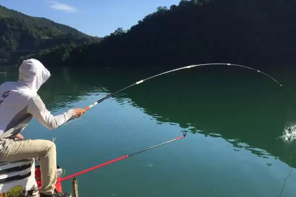 伊势尼钩、千又钩、小矶钩钓鲢鱼各有什么优势？如何根据实际情况选择？插图5