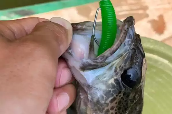 一天中凌晨和傍晚鳜鱼比较活跃，这与鳜鱼的生活习性有何关系？钓鳜鱼什么时间较合适还有哪些影响因素？插图2