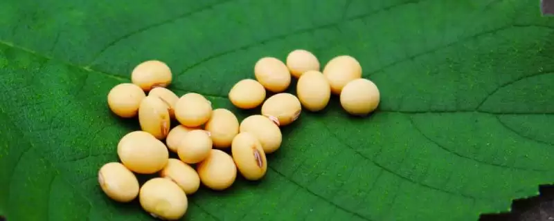 吉育3511大豆种子，如何有效防治大豆蚜虫？-会东网