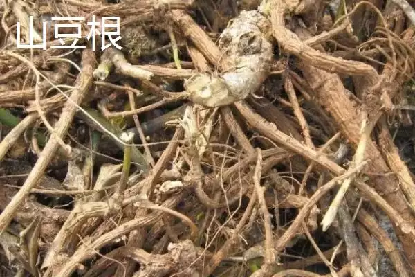 北豆根为什么一般3-4年就可以收获？生长过程是怎样的？插图3