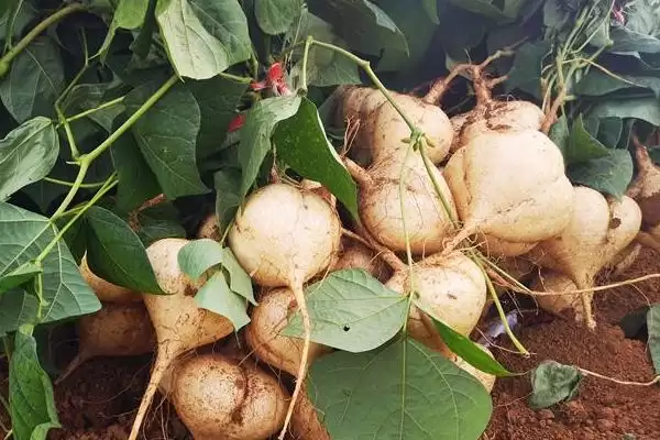 地萝卜学名为何叫豆薯？豆薯还有哪些有趣的别称和特性？插图2