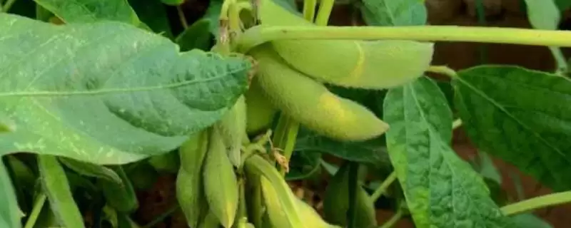 佳豆59大豆种子,在适应区5月中旬播种有什么好处?插图 佳豆59大豆种子,在适应区5月中旬播种有什么好处?插图