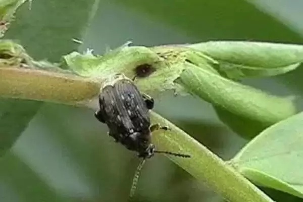 蚕豆象究竟如何危害蚕豆？会直接食害豆粒的真相是？插图4