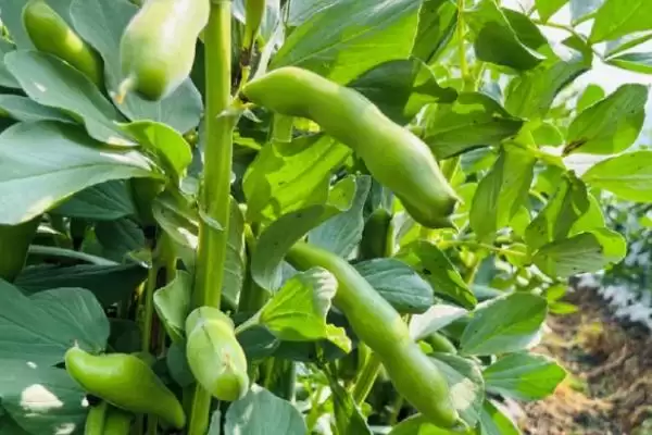 蚕豆象究竟如何危害蚕豆？会直接食害豆粒的真相是？插图3