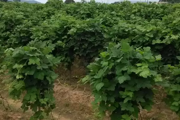 菜用葛根种植前景广阔，到底是哪些因素造就的？插图3