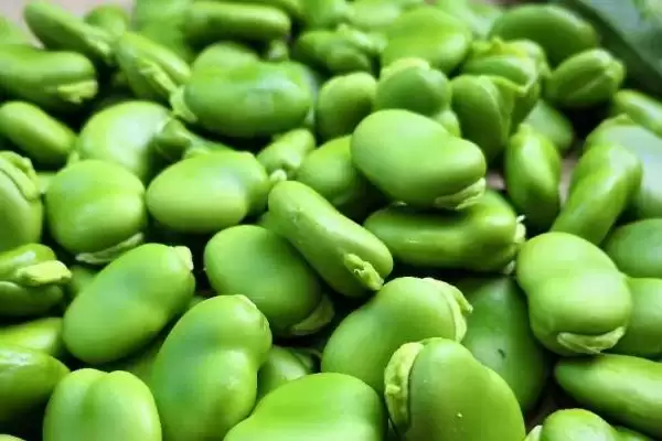 蚕豆和豌豆采收后怎样贮藏才好？低温冷藏是关键吗？插图1