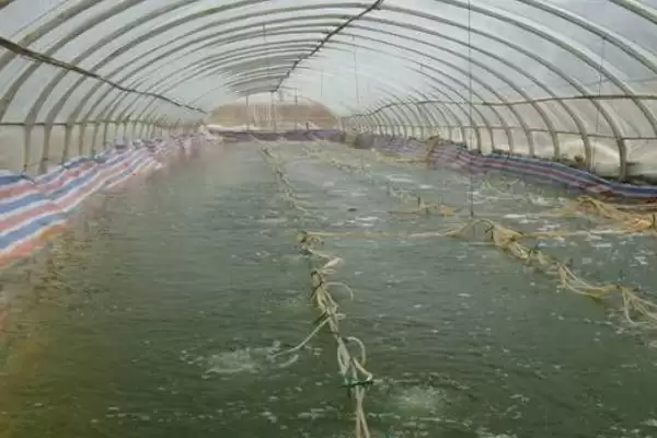 斑节对虾为何一般栖息于浅海海域?其产地还有哪些特点?插图4 斑节对虾为何一般栖息于浅海海域?其产地还有哪些特点?插图4