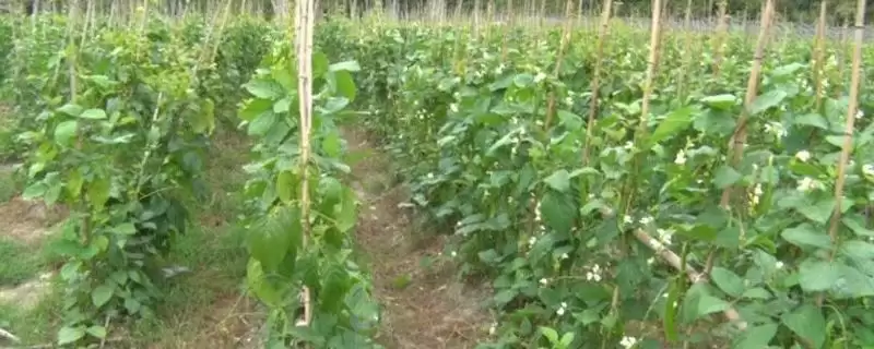 刀豆选择排水良好的砂壤土种植为佳，这与刀豆的生长习性有什么关系？刀豆的种植技术还有哪些要点？-会东网