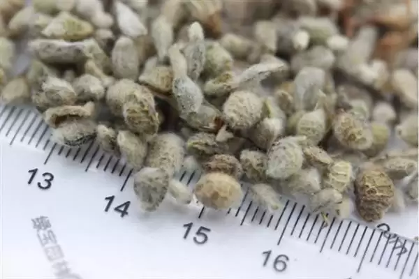 花棒种子的收购价格因地区而异，影响价格的因素还有哪些？插图1