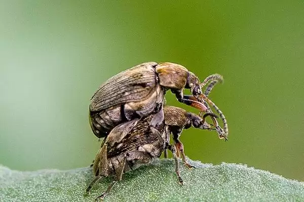 蚕豆象究竟如何危害蚕豆？会直接食害豆粒的真相是？插图1