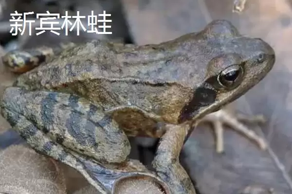 辽宁新宾满族自治县有何特产及农产品标志？插图5