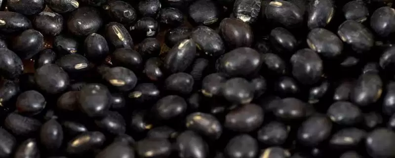 黑豆有苦味是因含生物碱的原因？-会东网