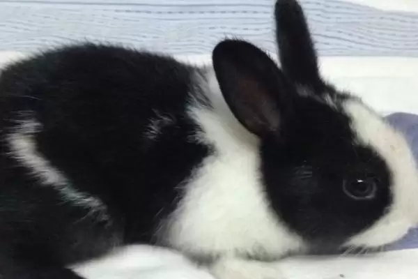 熊猫兔爱吃胡萝卜等什么食物?插图4 熊猫兔爱吃胡萝卜等什么食物?插图4