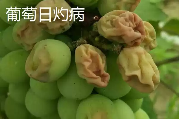 葡萄日灼病和缩果病症状区别防治？插图1