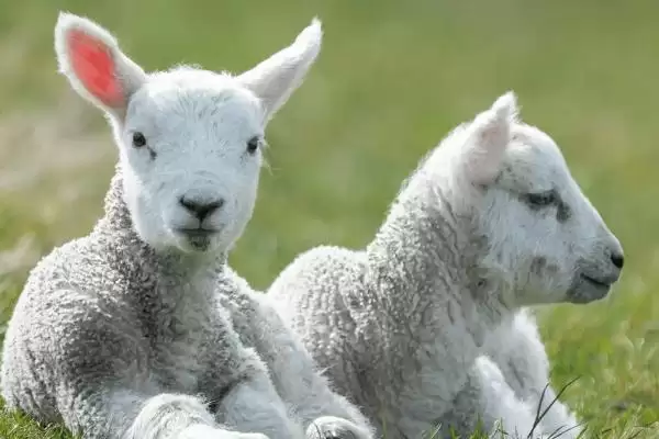 新生羔羊站不起来和钙磷有何关系?插图3 新生羔羊站不起来和钙磷有何关系?插图3